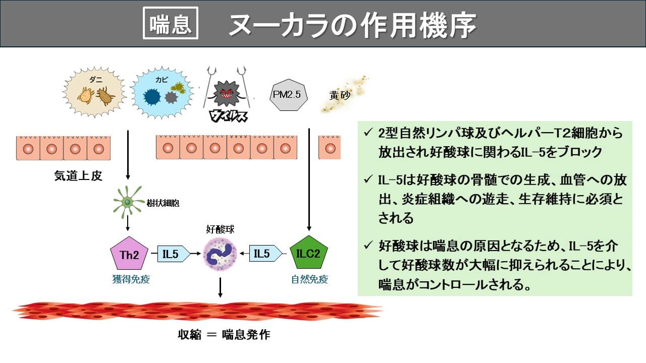ヌーカラ（メポリズマブ）【喘息治療薬】